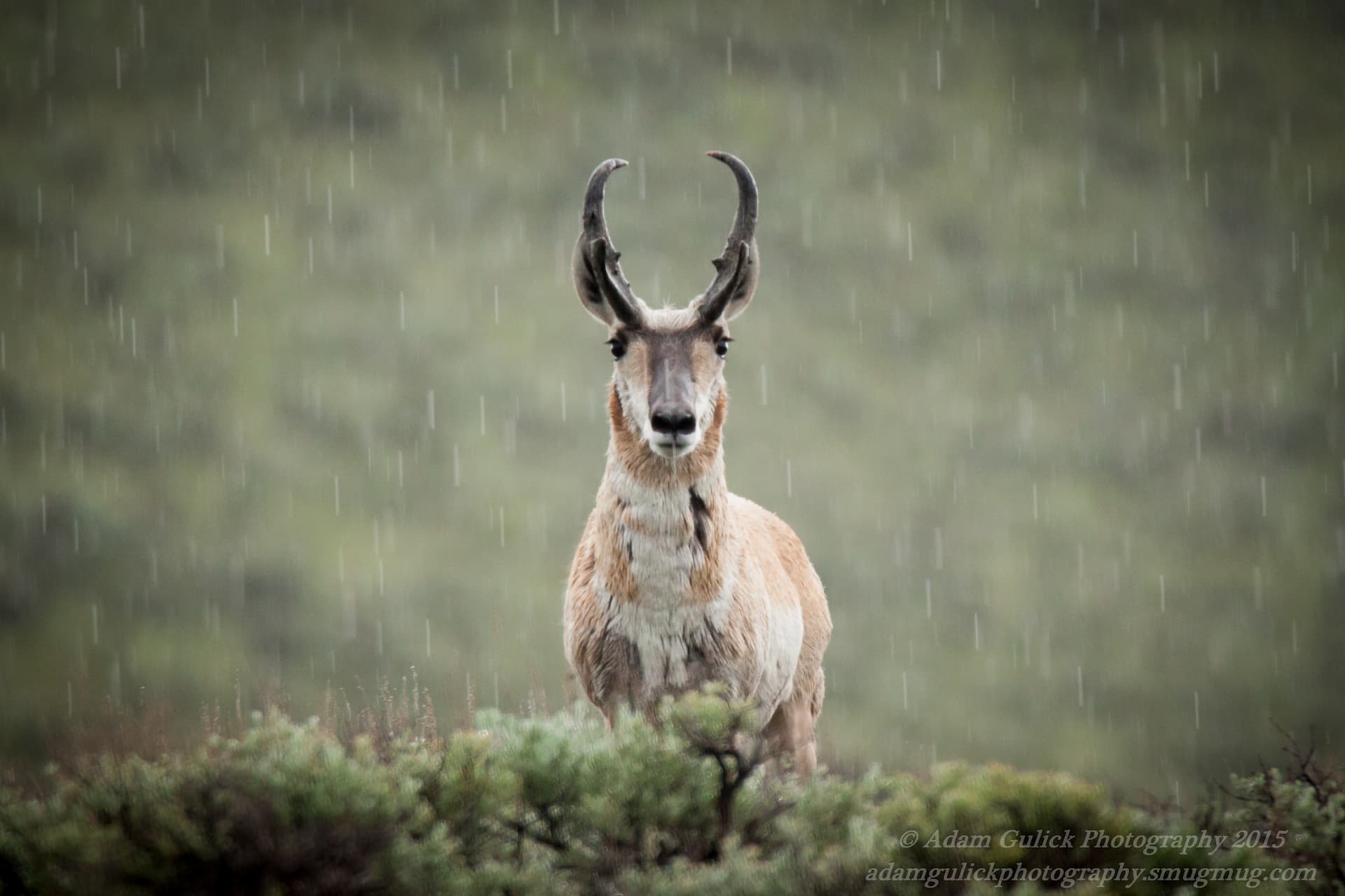 pronghorn buck Stanley, ID | Stanley chamber