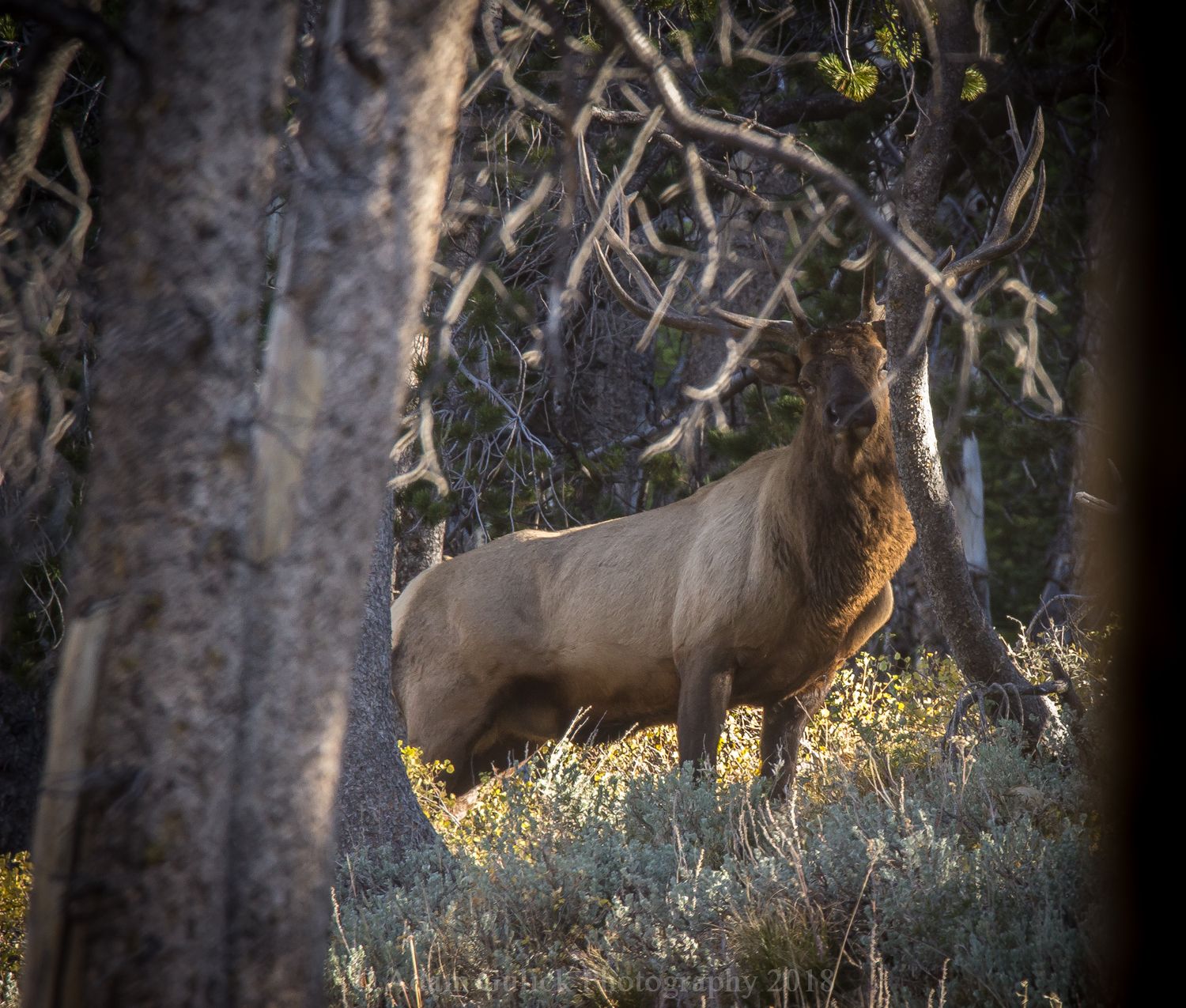 Bugling elk through the trees in Stanley, ID | Stanley Chambers