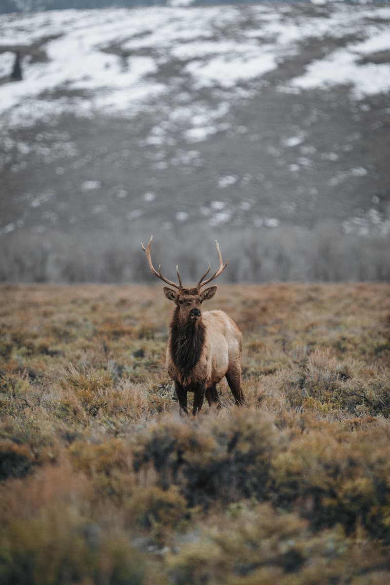 An elk standing in a field in front of a hill