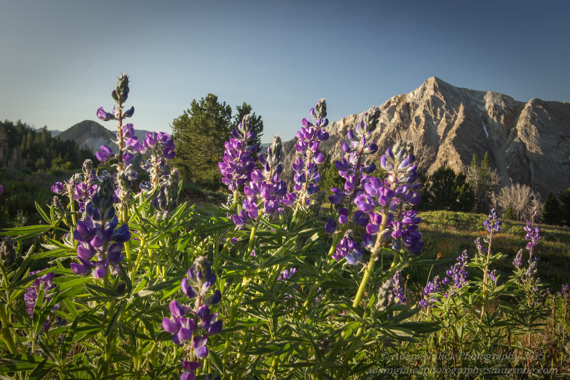 lupine flowers Stanley, ID | Stanley chamber