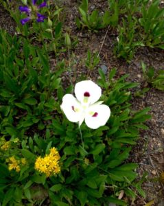 A picture of a white flower in the soil | Stanley Chamber