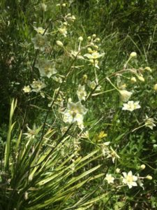 A picture of the death camas plant | Stanley Chamber
