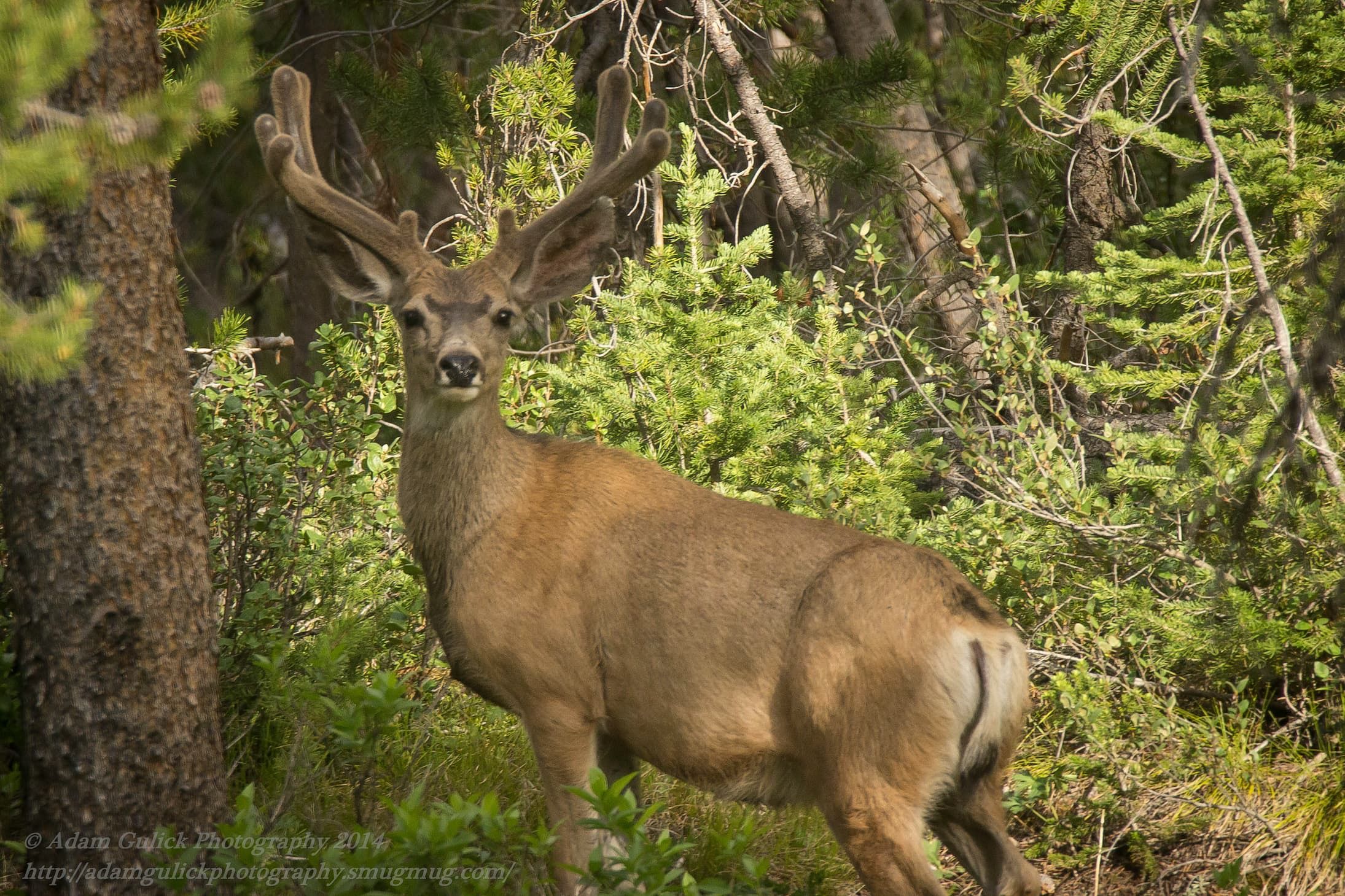 Velvet deer in Stanley, ID | Stanley Chambers