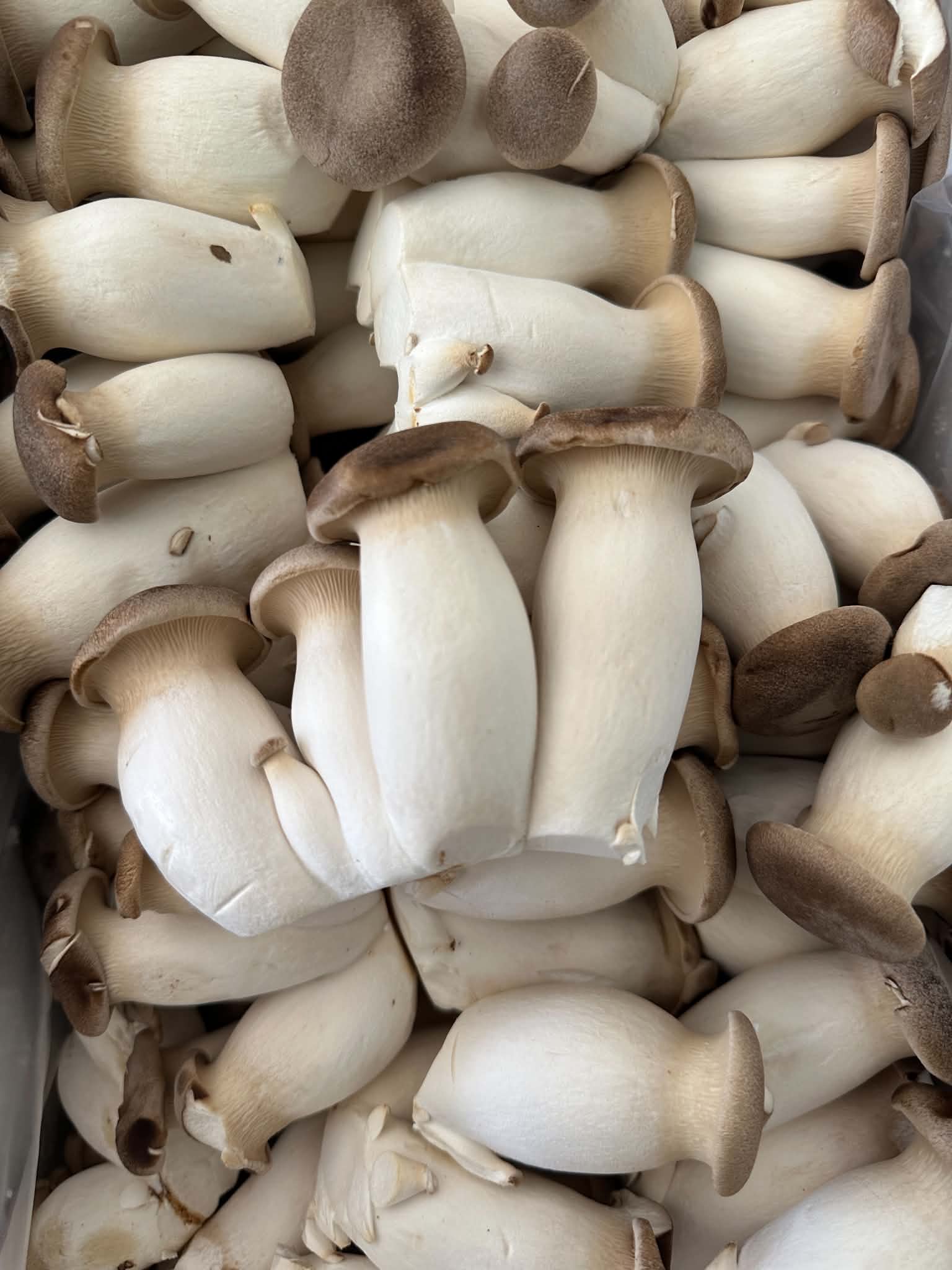 King Oyster Mushroom