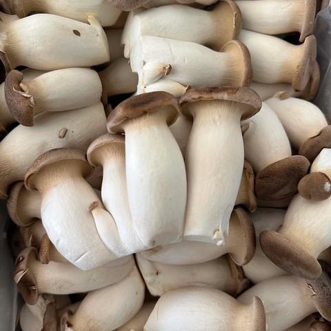 King Oyster Mushroom