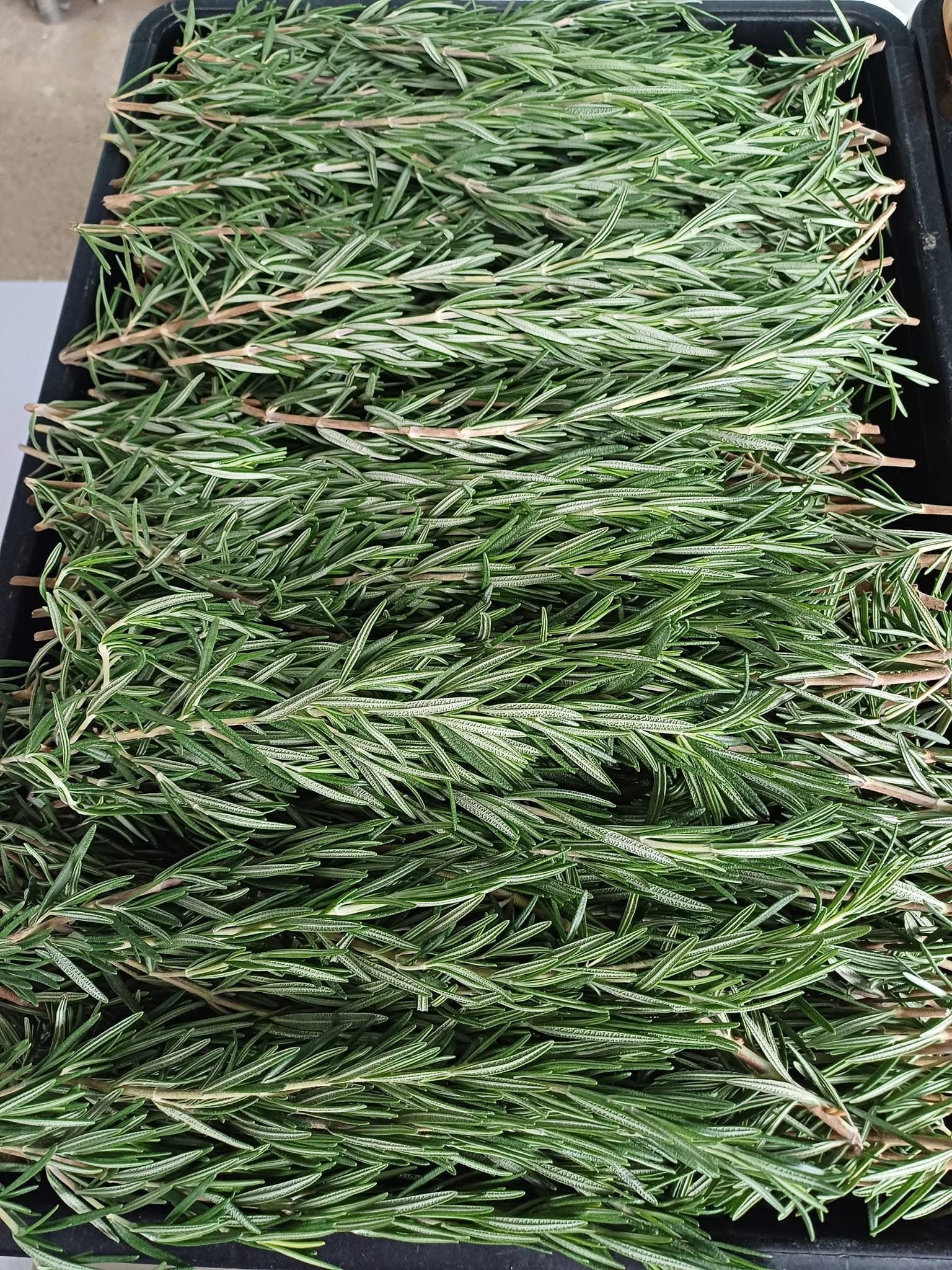 Rosemary (fresh)