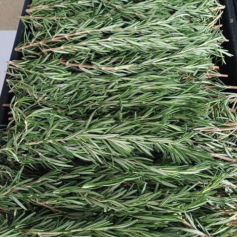 Rosemary (fresh)