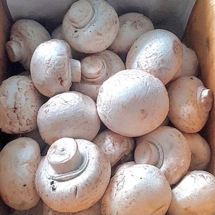 Champignon Mushroom