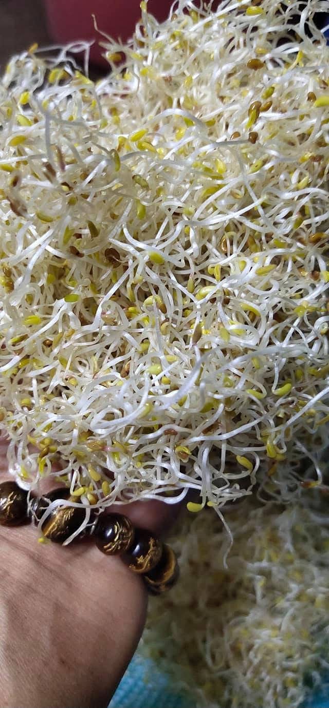 Alfalfa Sprouts