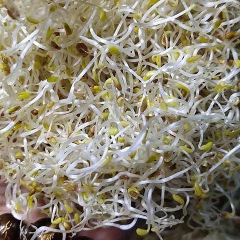 Alfalfa Sprouts