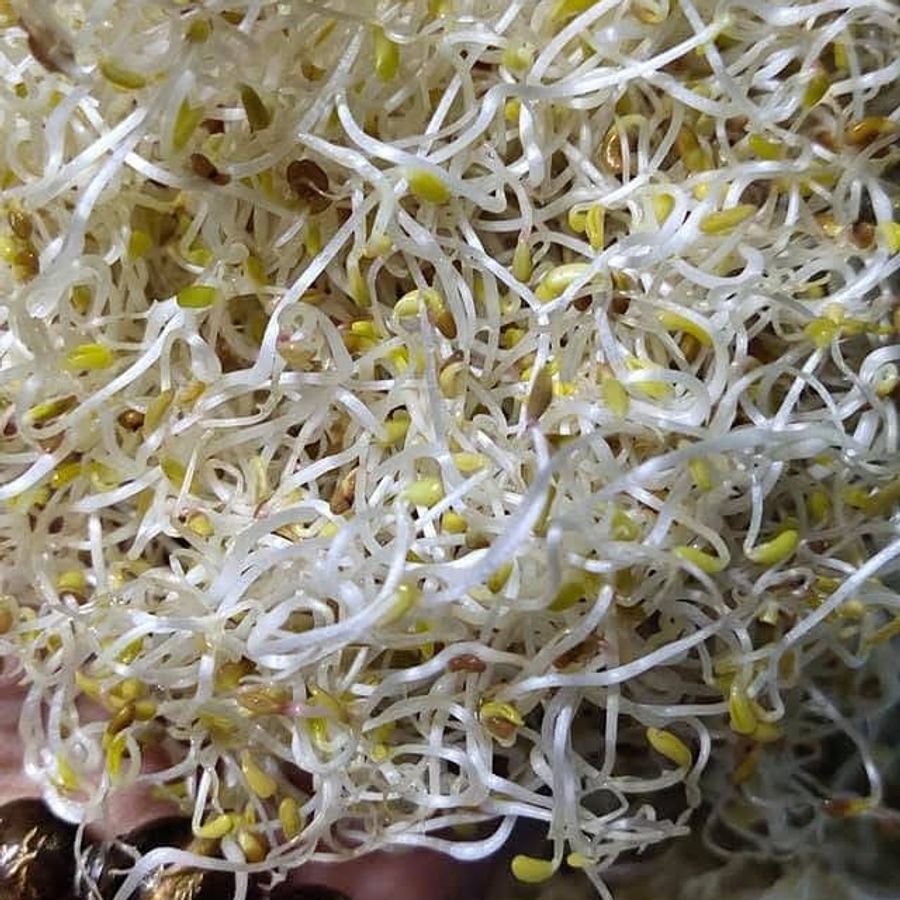 Alfalfa Sprouts