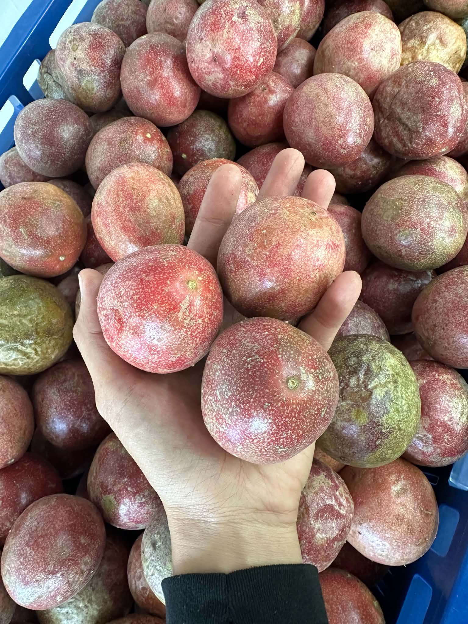 Passion Fruit