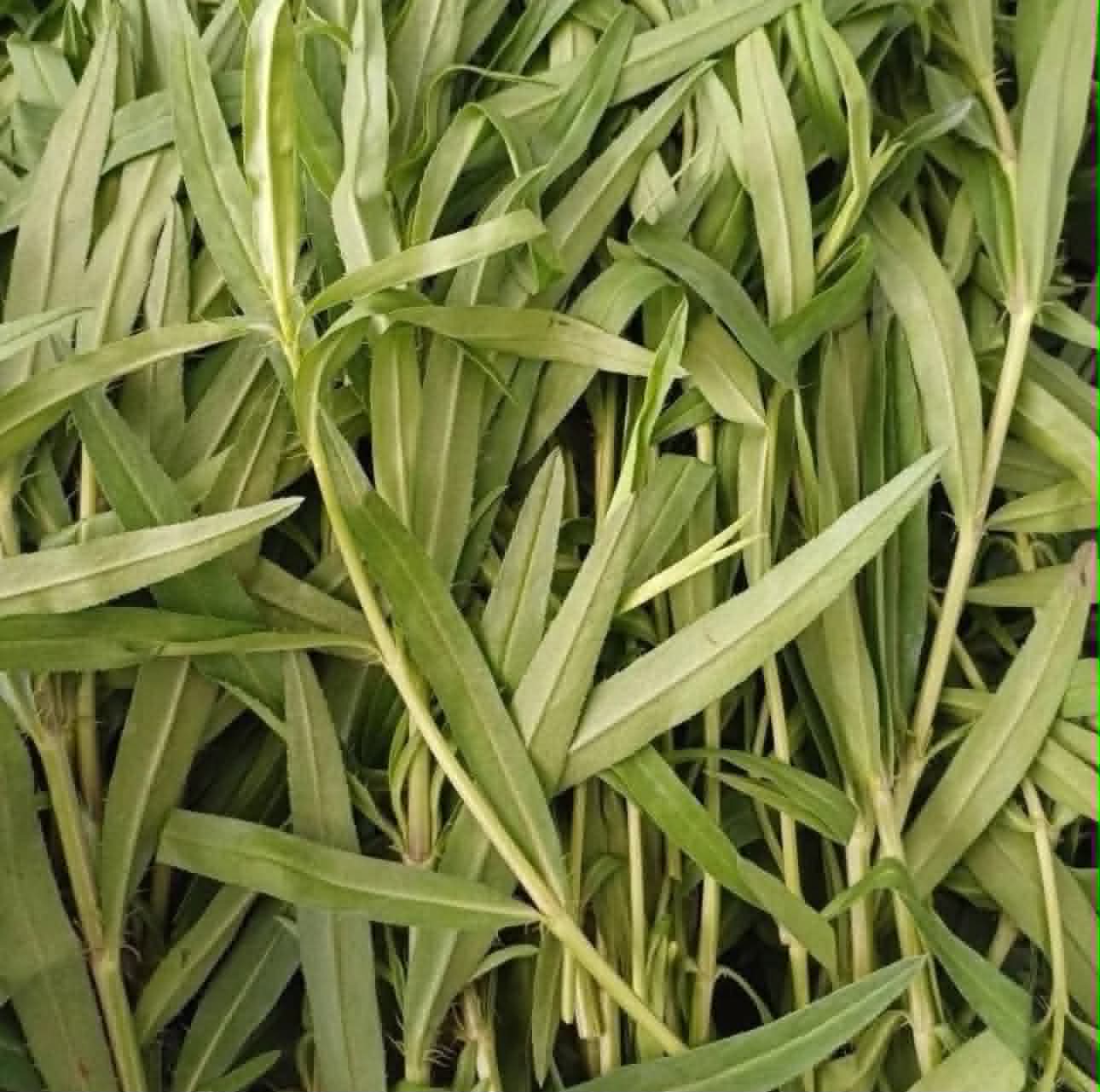 Tarragon
