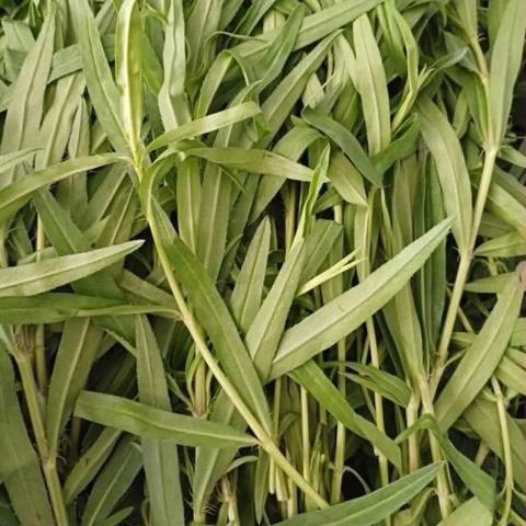 Tarragon