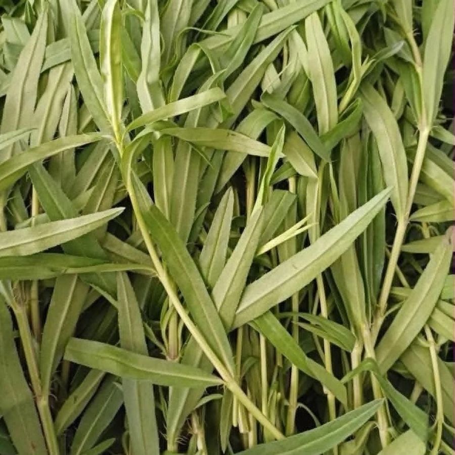 Tarragon