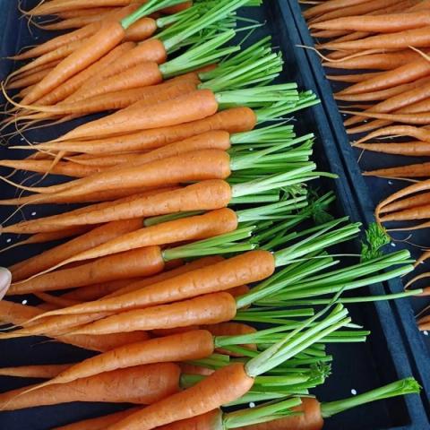 Baby Carrot