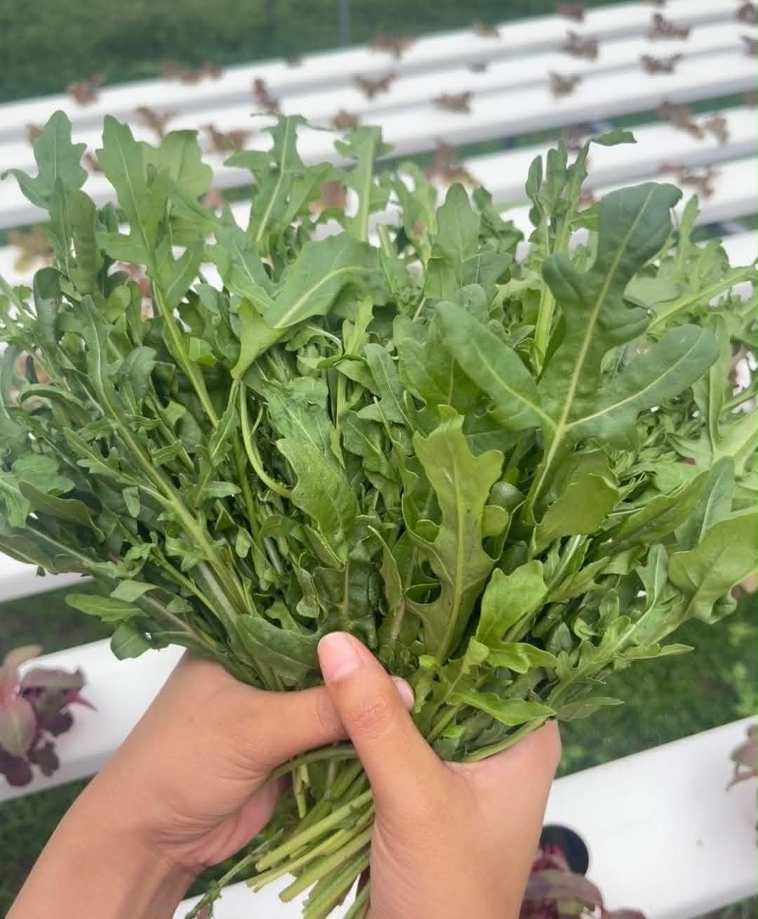Wild Rocket