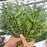 Wild Rocket