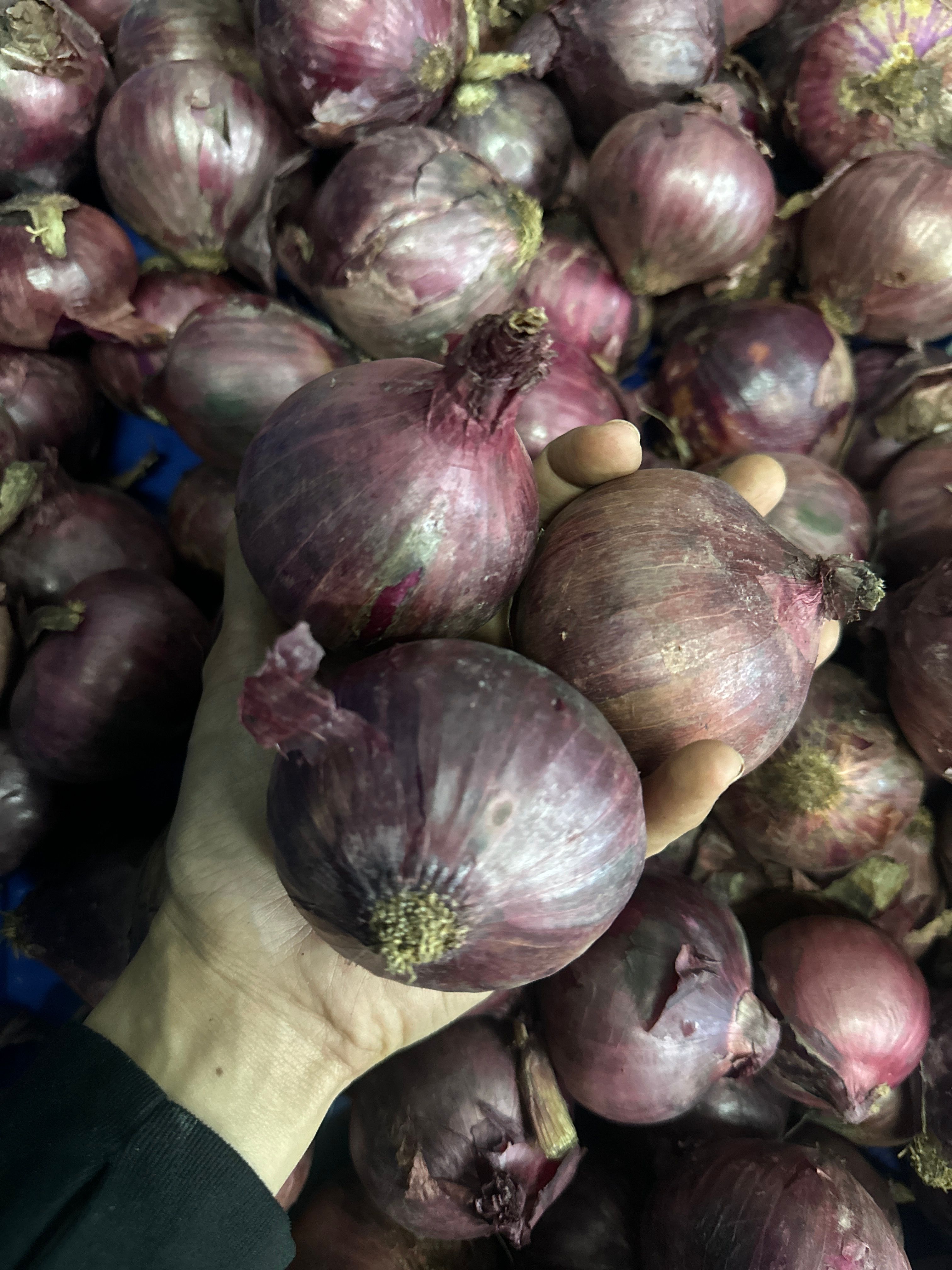 Red Onion
