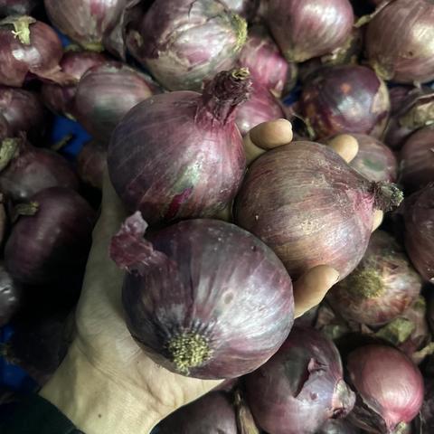 Red Onion