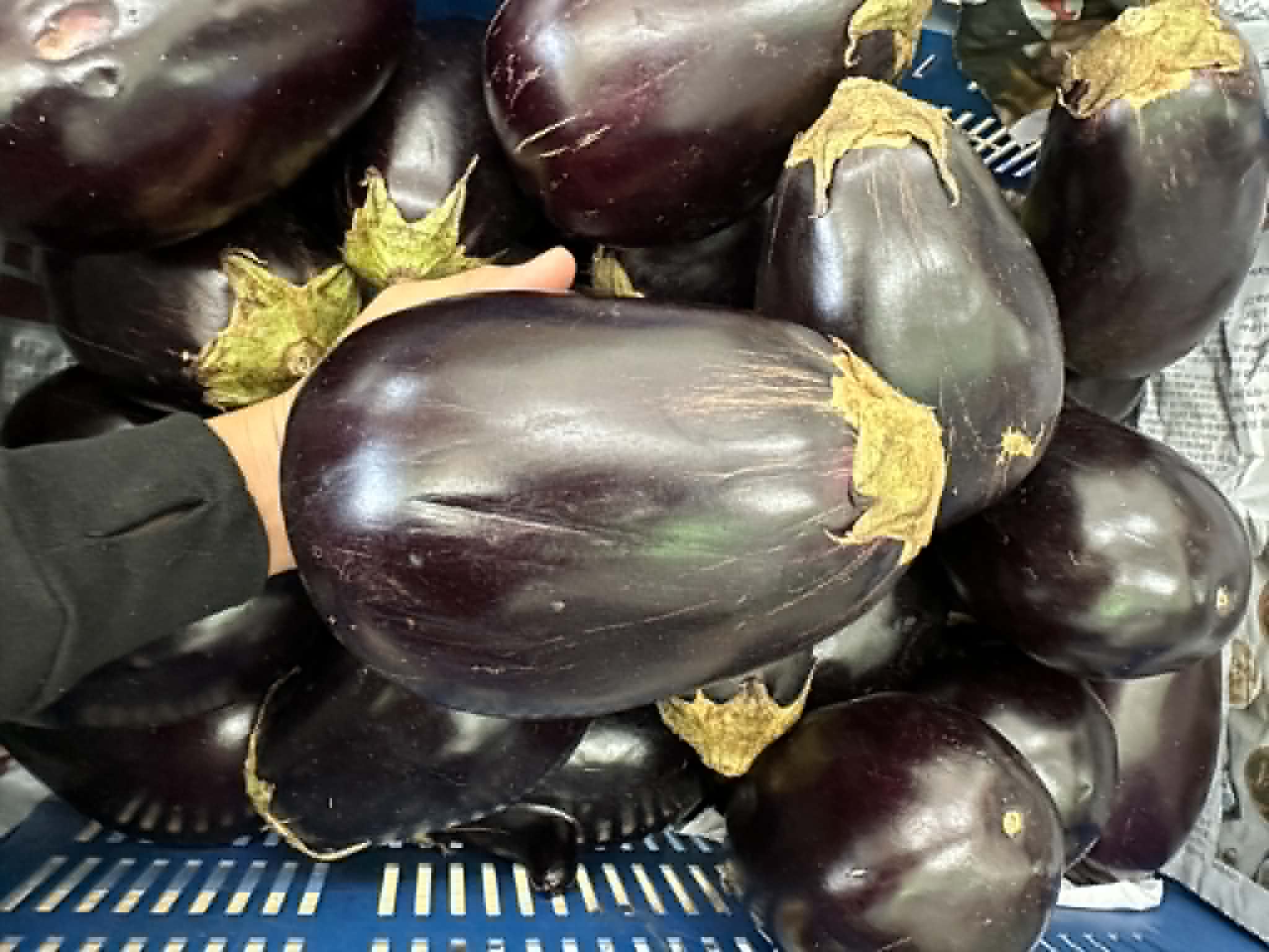 Eggplant (purple)