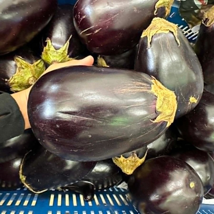 Eggplant (purple)