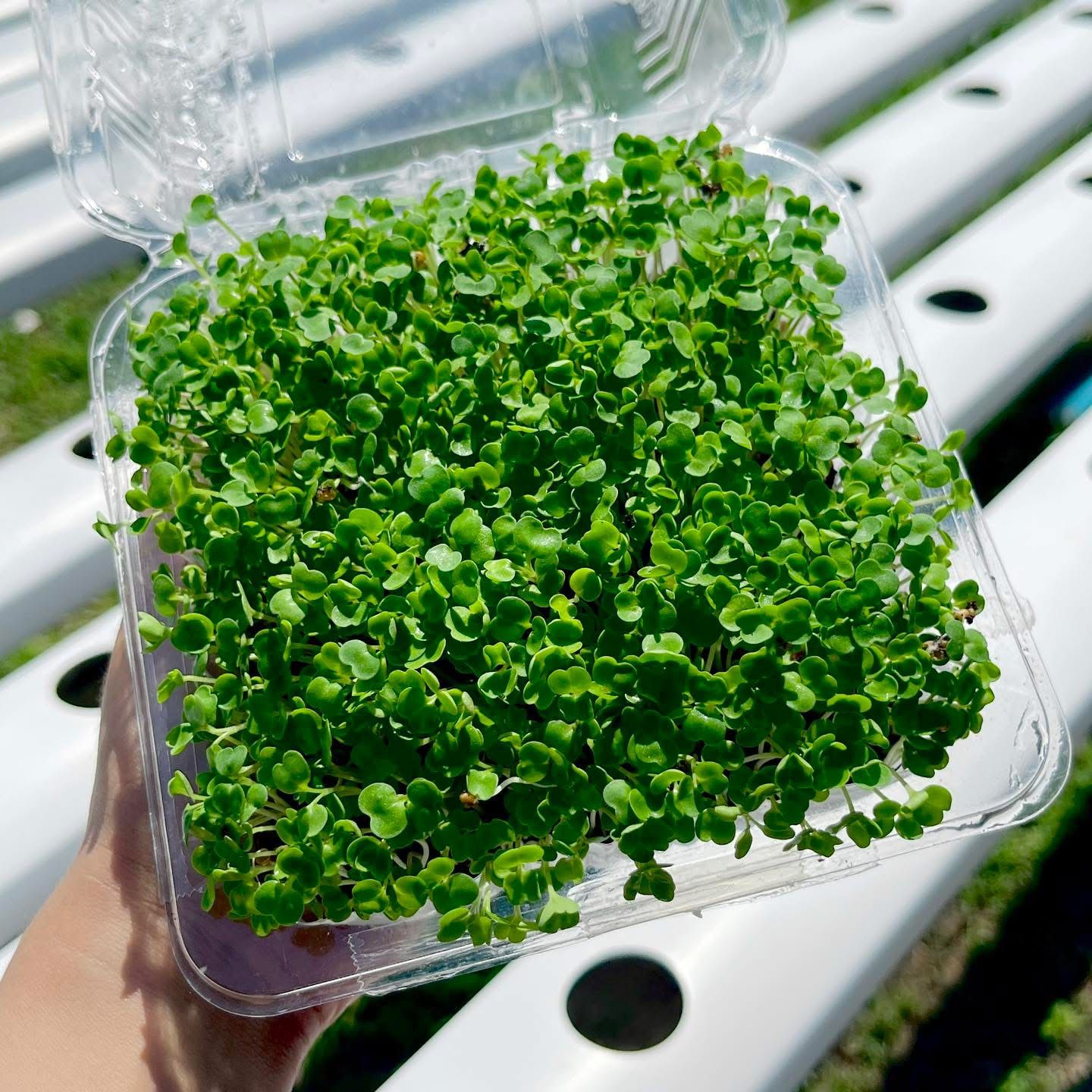 Microgreen Basil