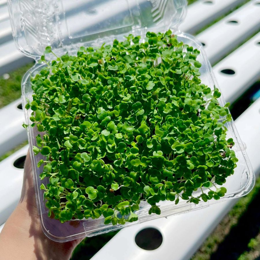 Microgreen Basil