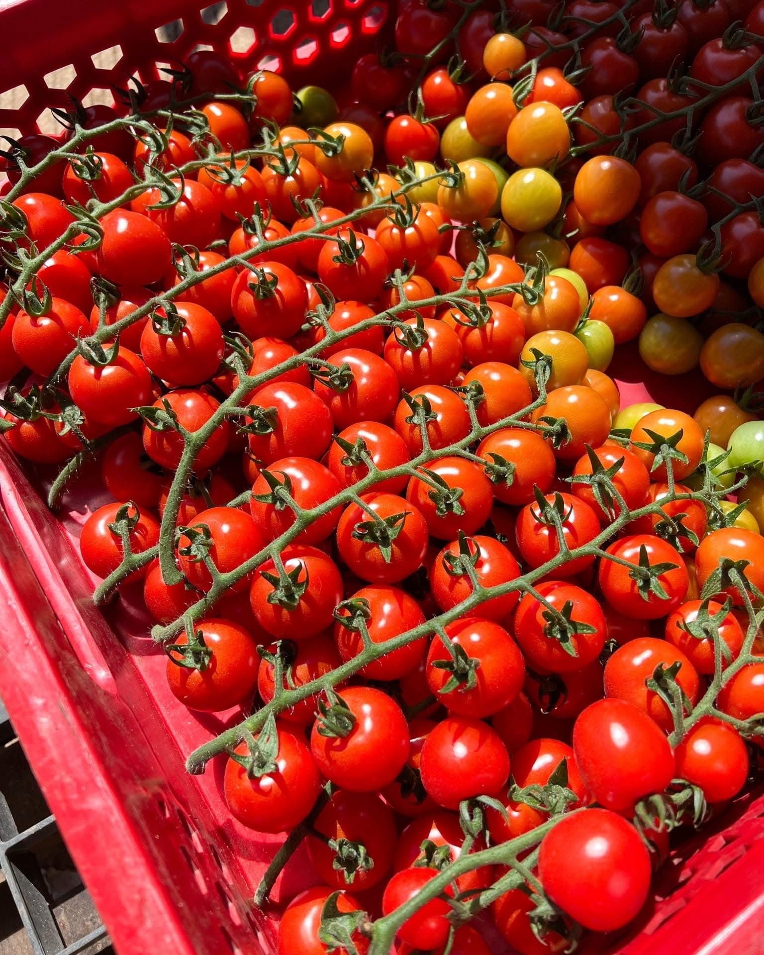 Wild Cherry Tomatoes (vine)