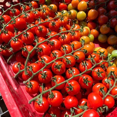 Wild Cherry Tomatoes (vine)