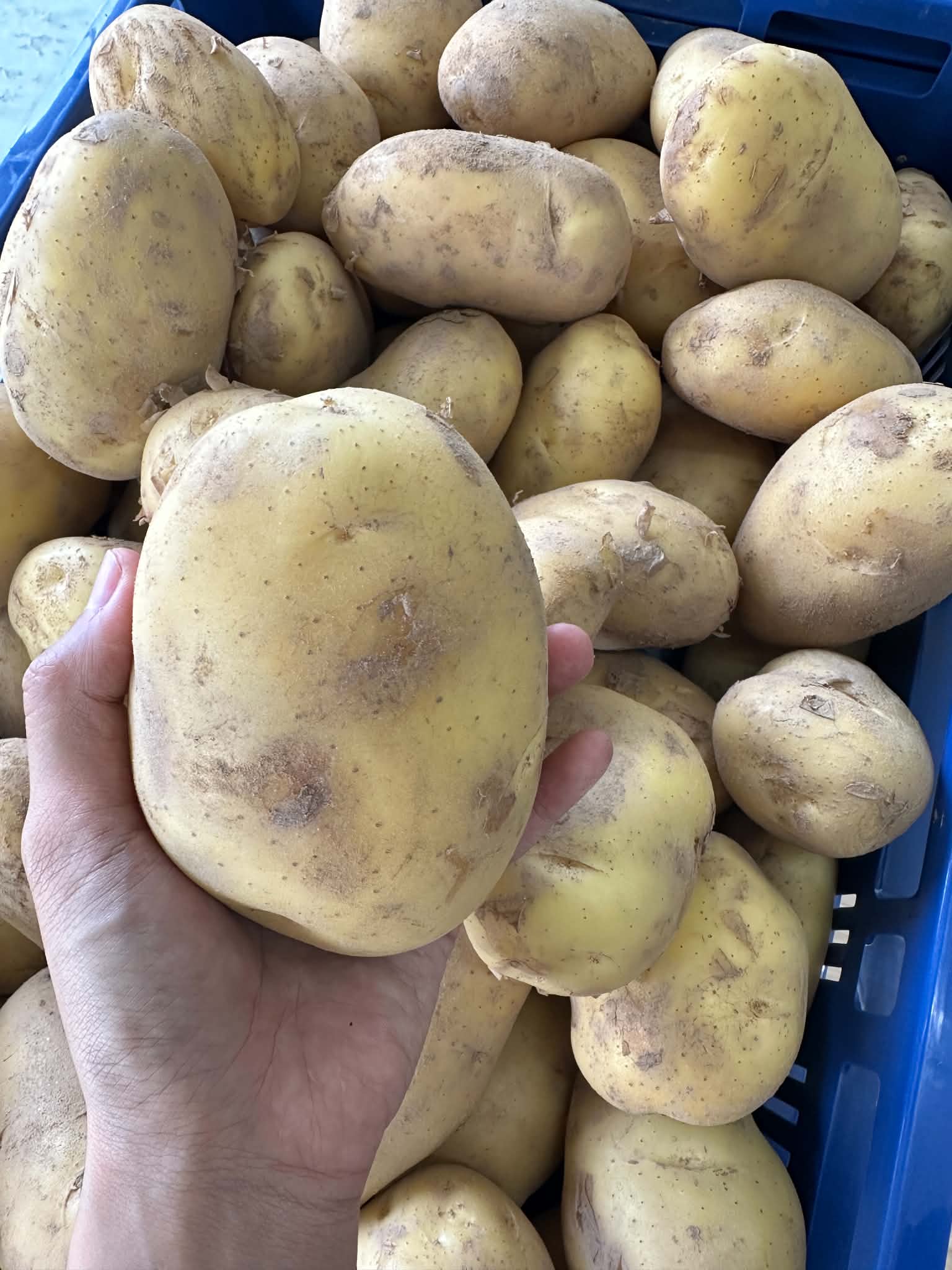 Potato