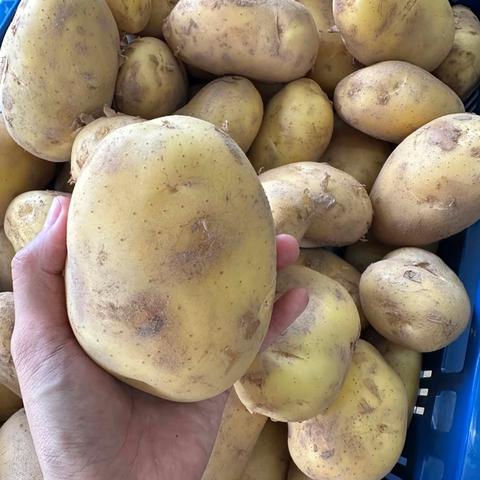 Potato