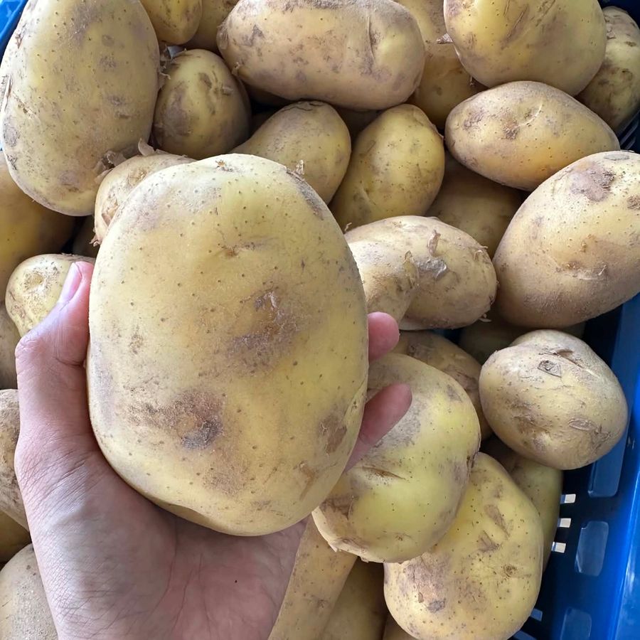 Potato