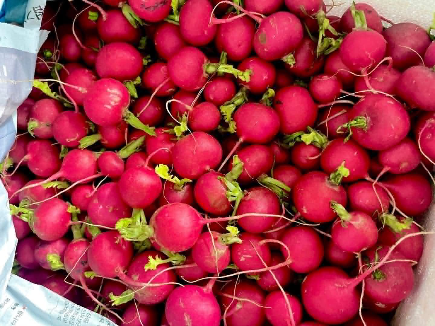 Red Radish