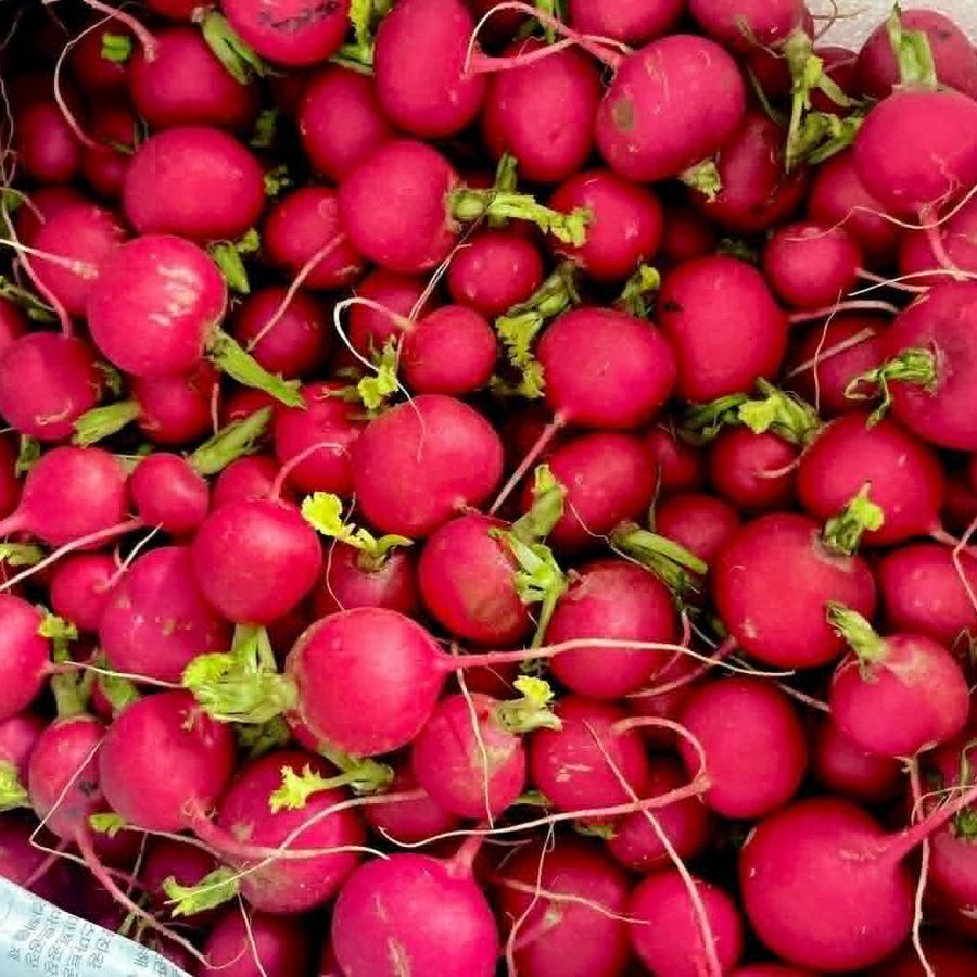 Red Radish