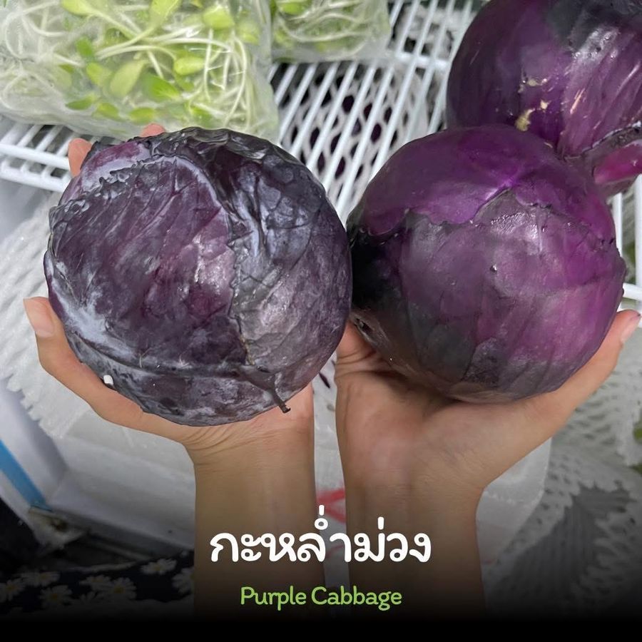 Purple Cabbage