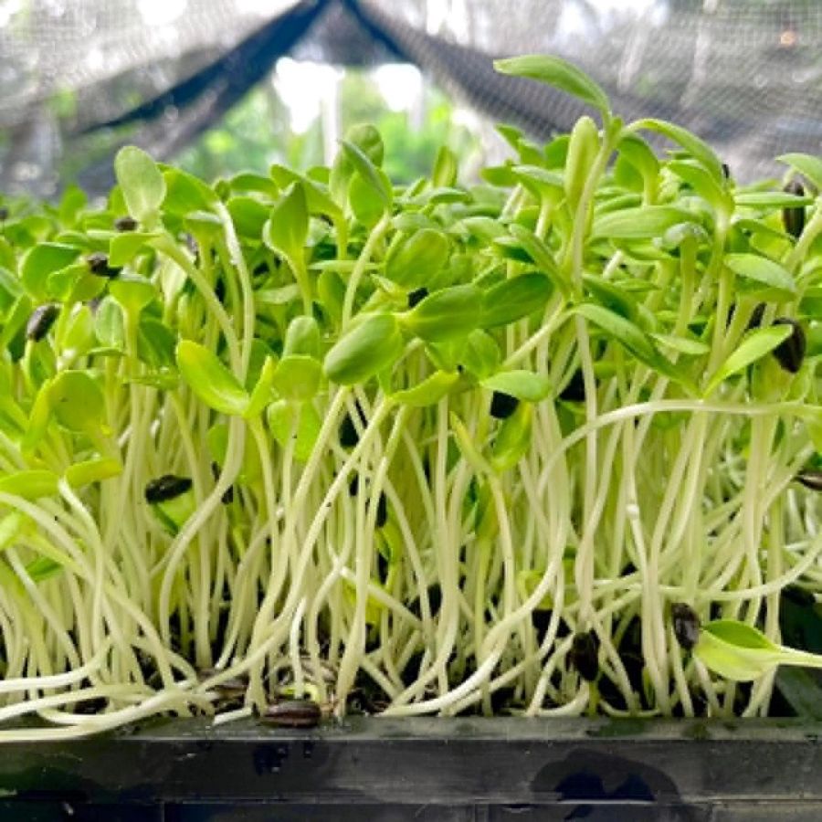 Sunflower Sprout