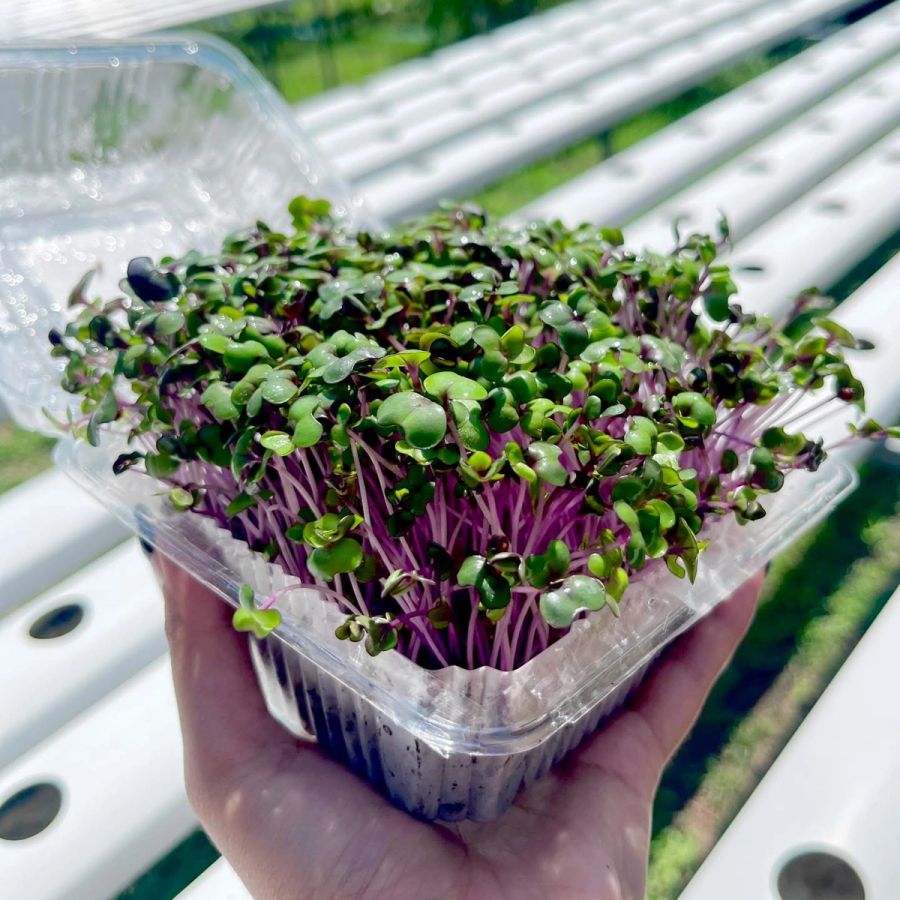 Microgreen Red Cabbage