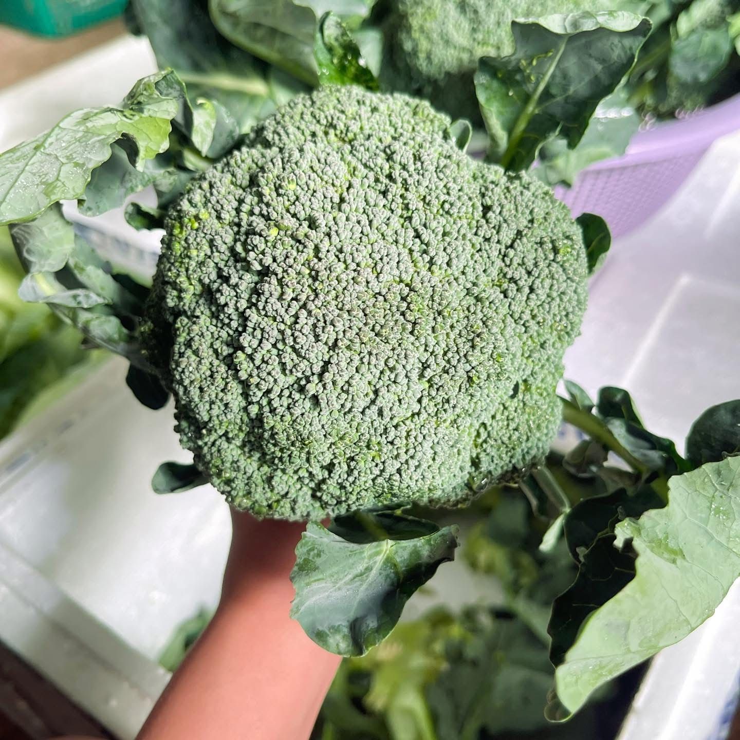 Broccoli