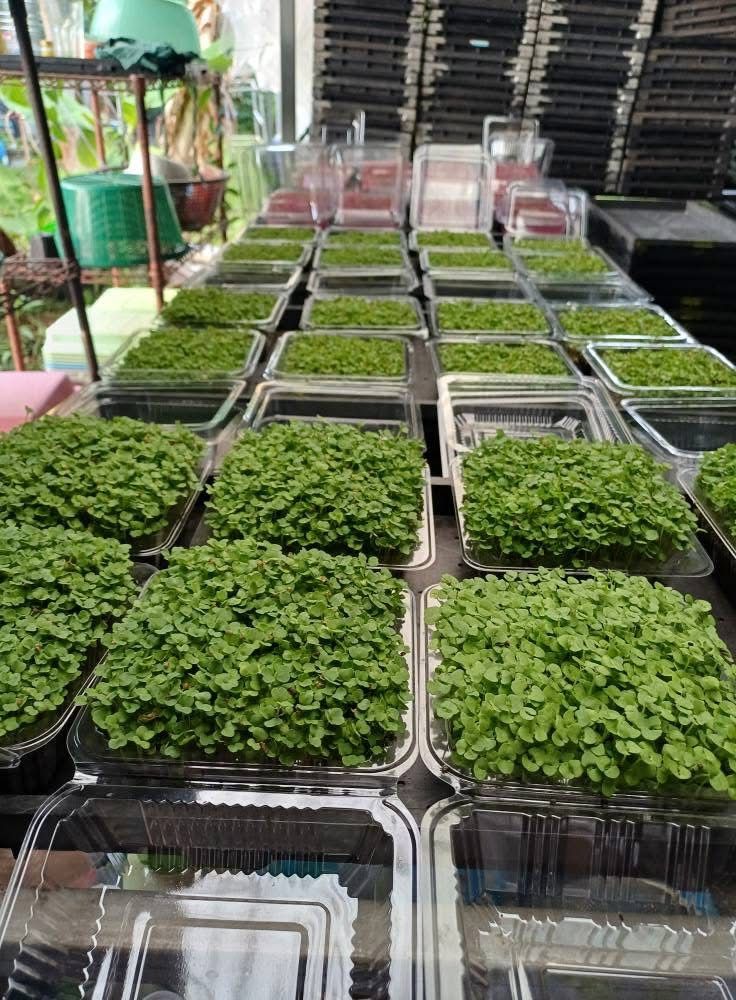 Microgreen Green Spinach