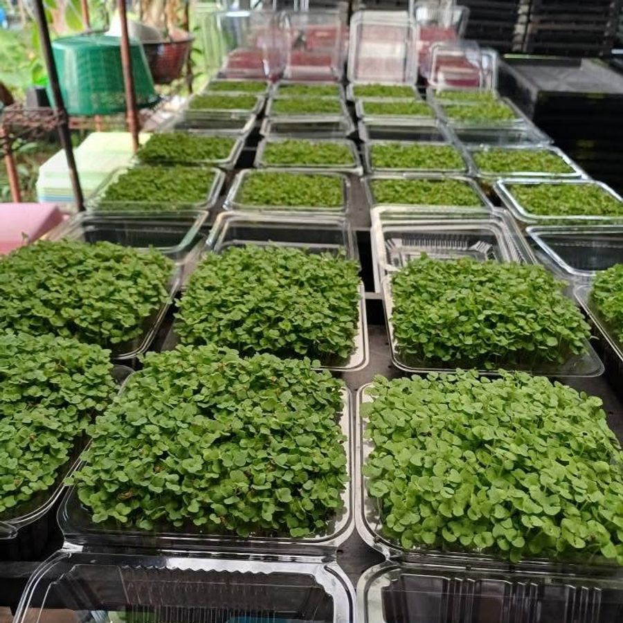 Microgreen Green Spinach