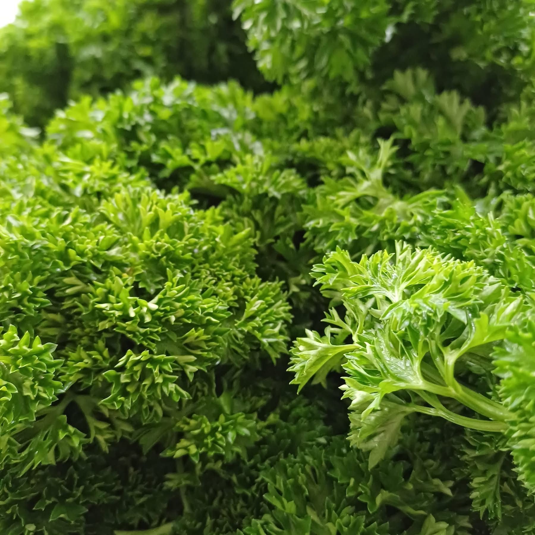 Parsley (curly)