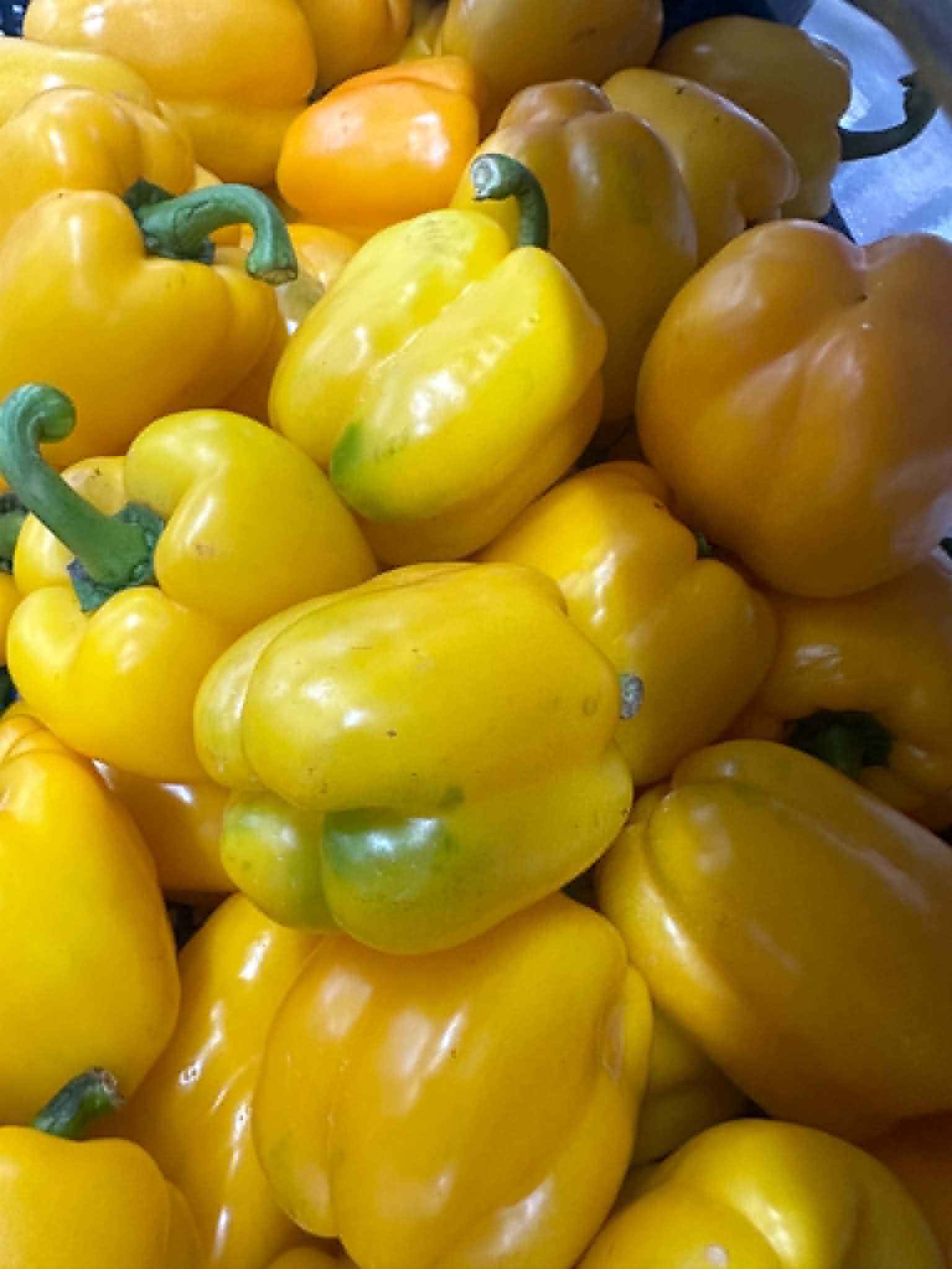 Bell Pepper (yellow)