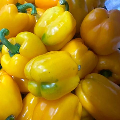 Bell Pepper (yellow)