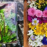 Edible Flowers, Small Box