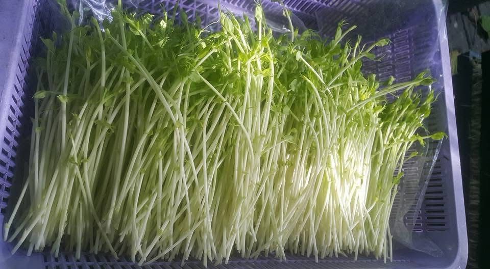 Pea Sprout