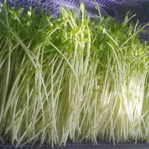 Pea Sprout
