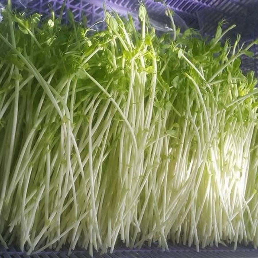 Pea Sprout