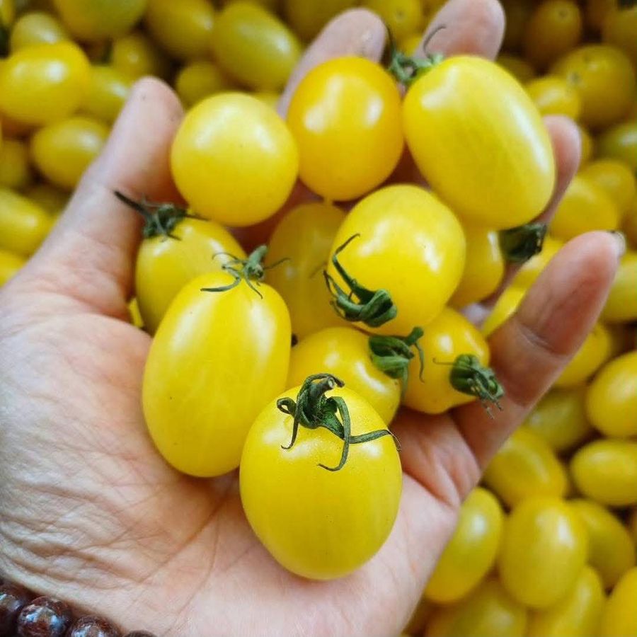 Yellow Tomatoes