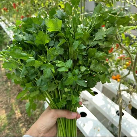 Italian Parsley (flat-leaf)